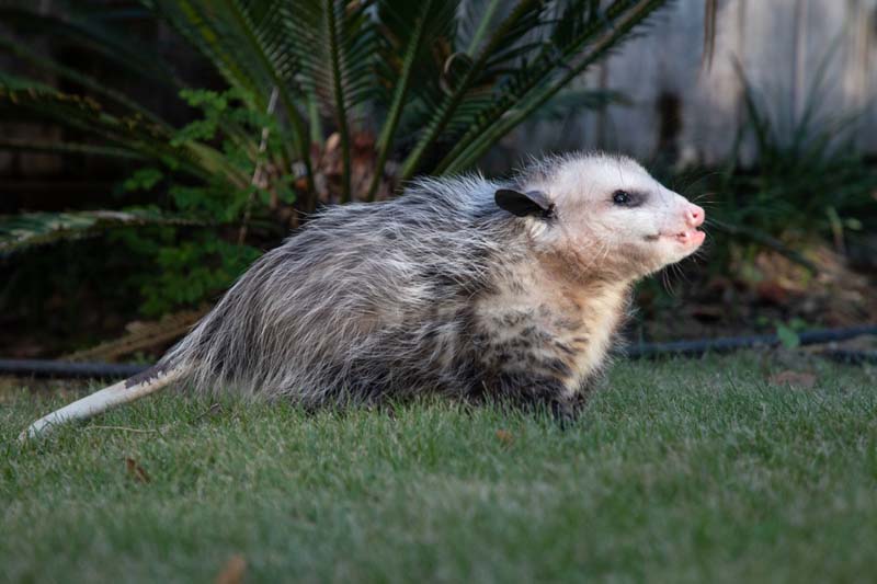 Pugsly the Virginia Opossum