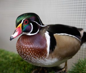 Woody the wood duck