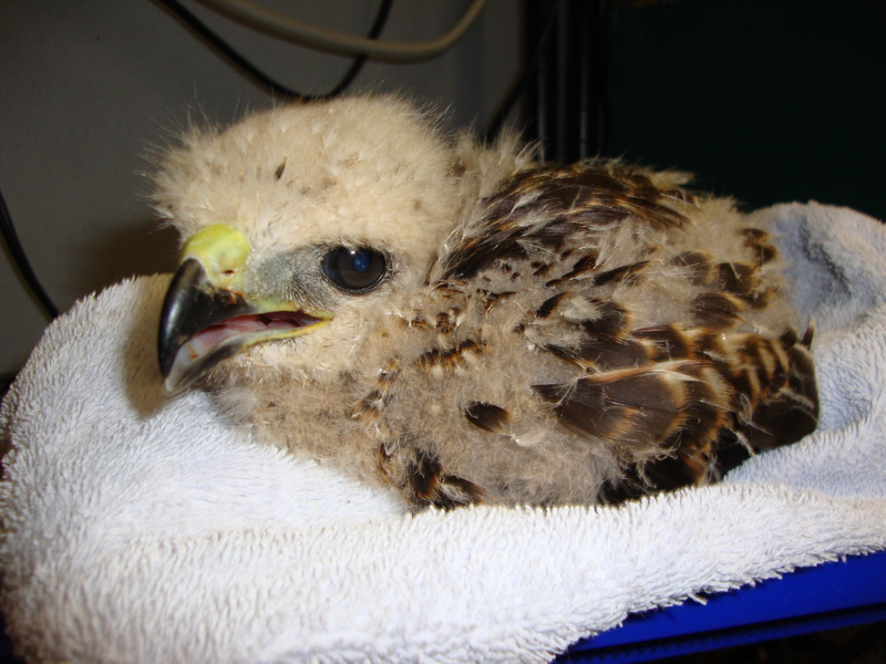 Red-Shouldered Hawk Nestling