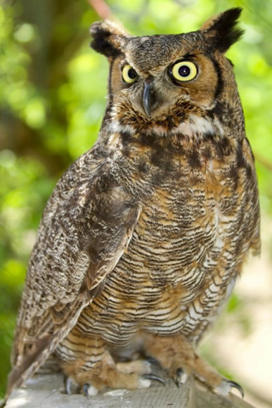 Great Horned Owl Adult