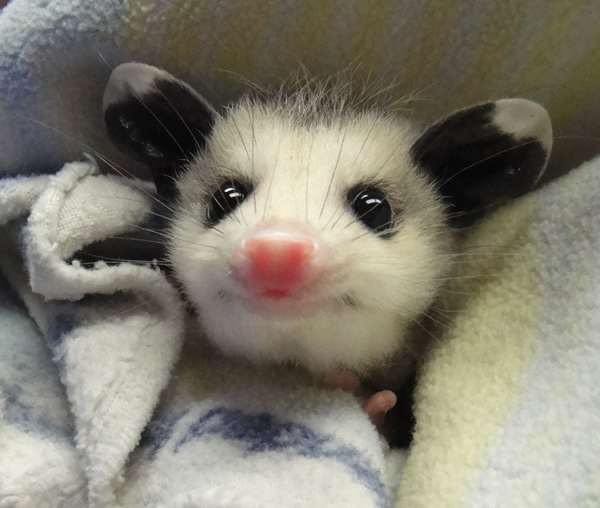 Opossum Infant