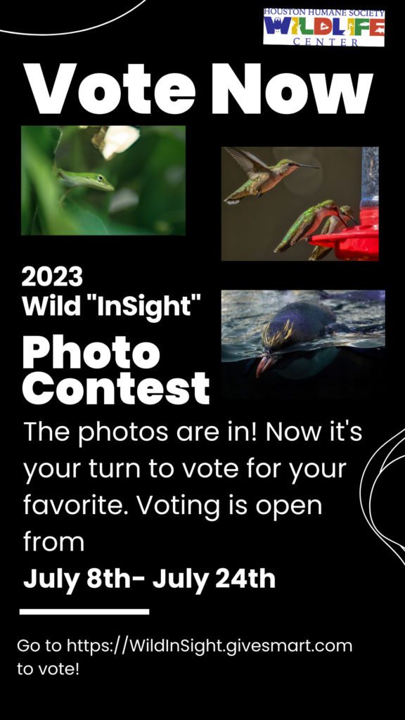 2023 Wild Insight Photo Contest - Cast Your Vote