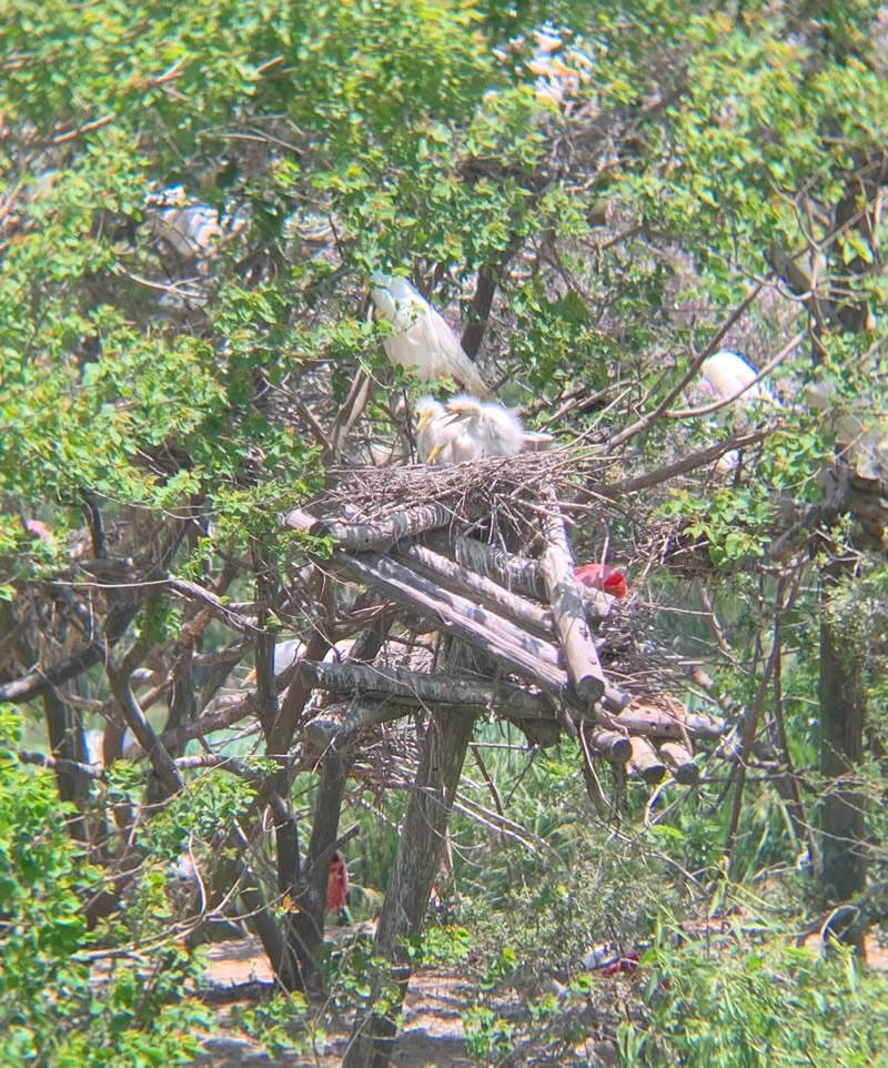 Photo of Great Egret Nest