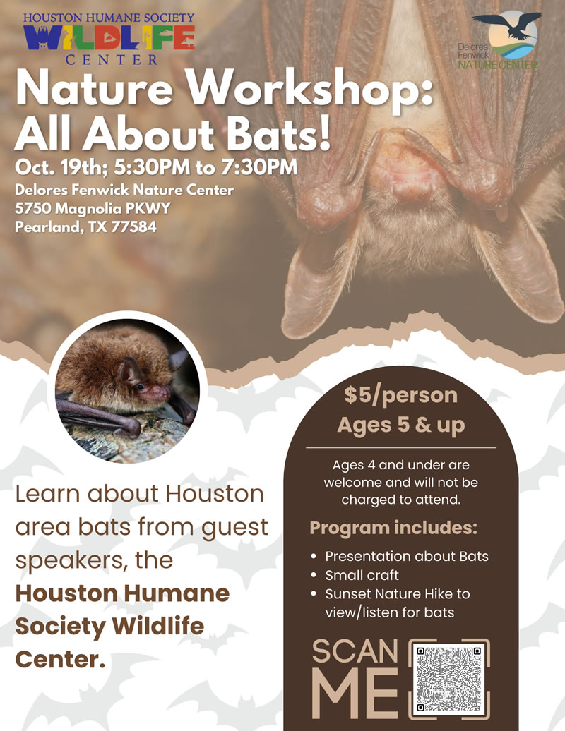 Nature Workshops Bats