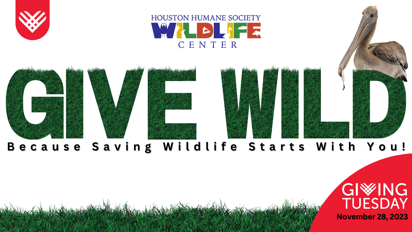 Saving Wildlife Starts with YOU - Giving Tuesday