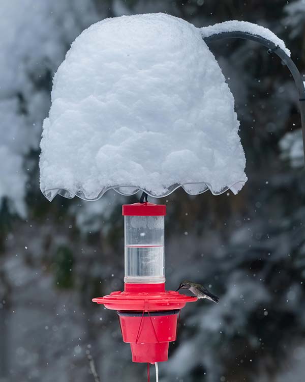 Bird feeder with cone