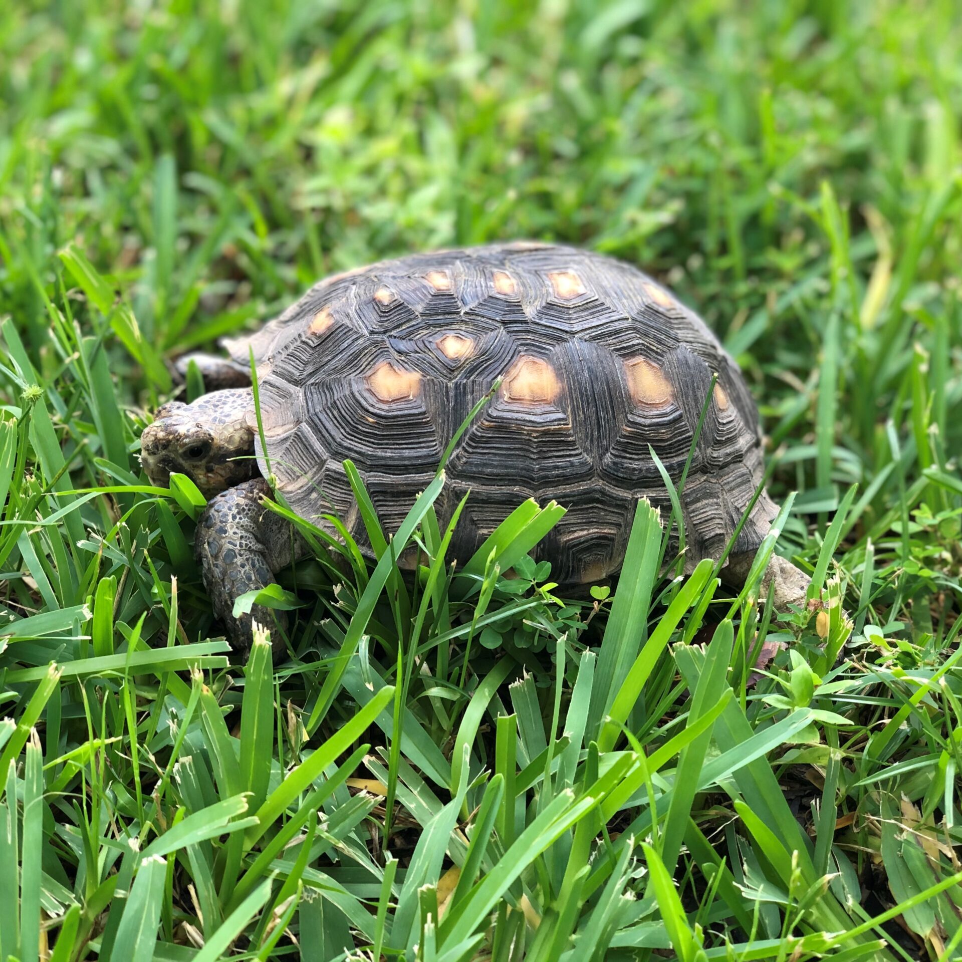 Tejas, Texas Tortoise